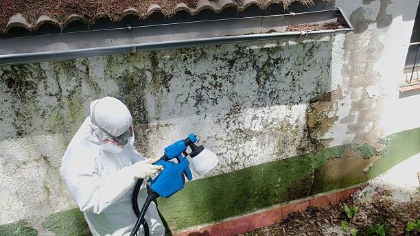 Top rated local Mold Cleanup specialists in Ickesburg, PA
